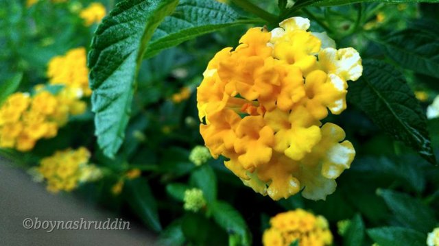 IMG_20171026_141320.jpg