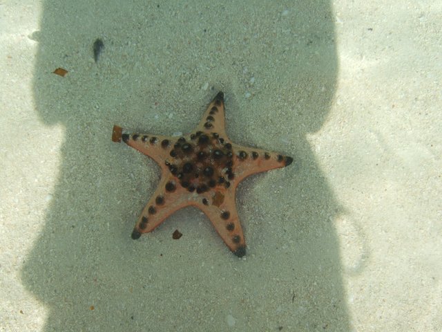 star fish.JPG