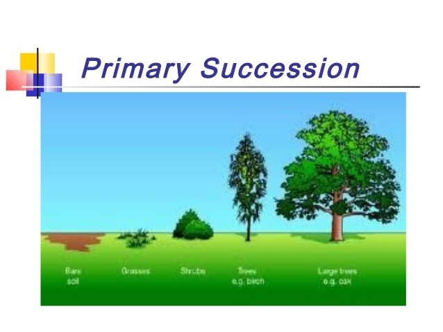 ecological-succession-14-638.jpg