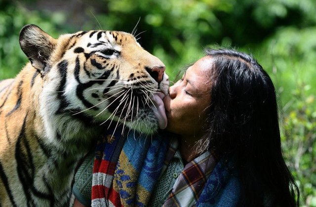 bengal tiger1.jpg