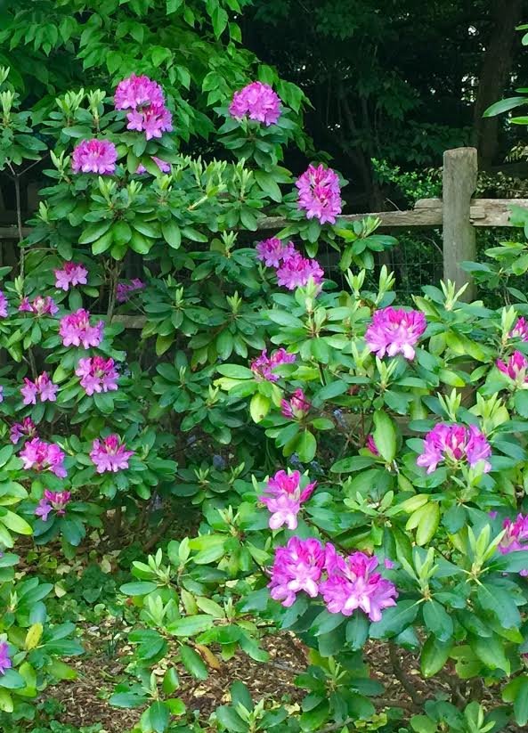 rhodies 6.jpg