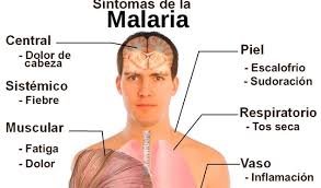 Malaria.jpg