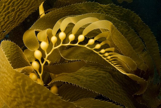 giant-kelp-frond-5679fd535f9b586a9e82f3a1.jpg