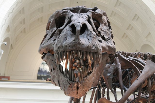 tyrannosaurus-447801.jpg