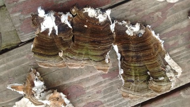 turkey tail 011.jpg