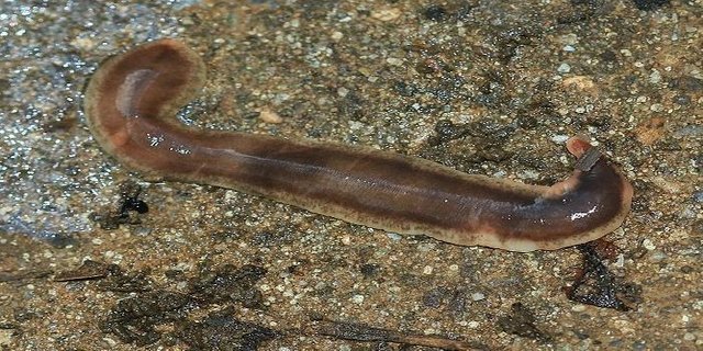 New_Zealand_flatworm_41.jpg