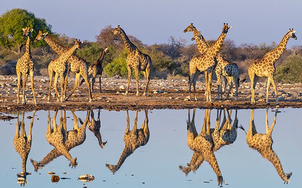 1-slide-namibia-etosha-waterhole-giraffe-med.jpg