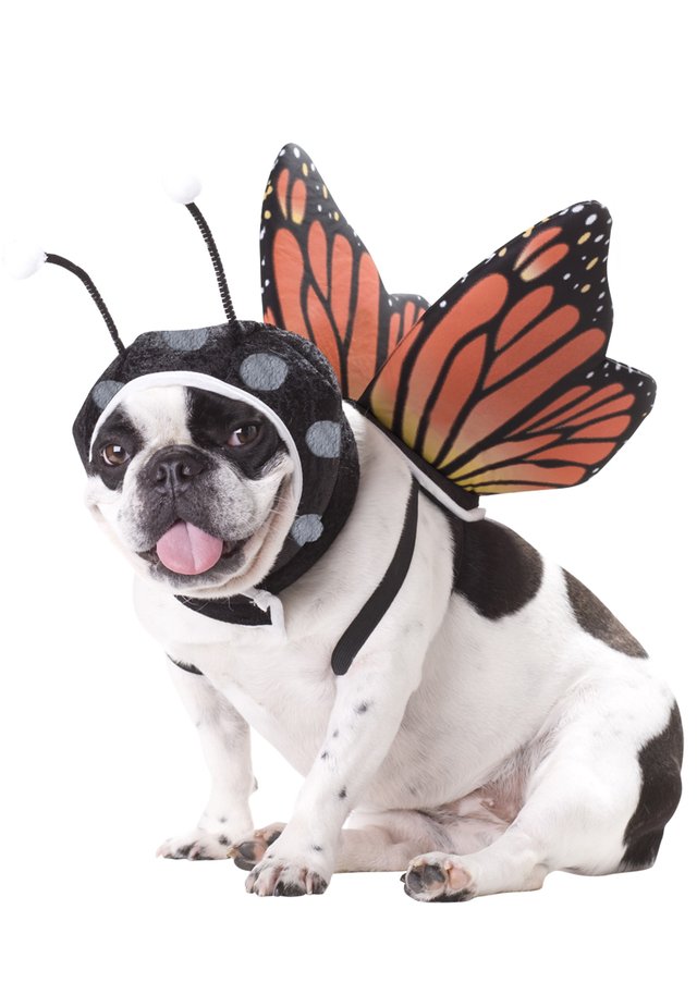Pugdog-Butterfly.jpg
