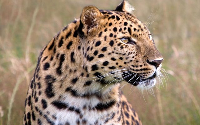 male_amur_leopard.jpg