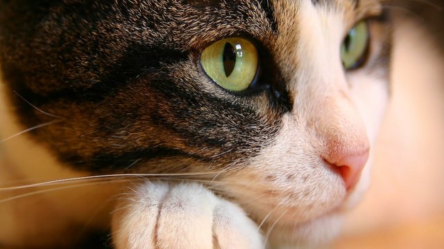 cat_eyes-HD.jpg