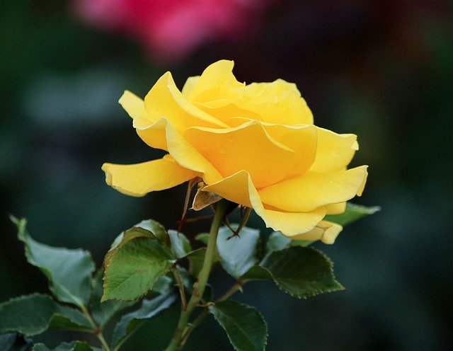 yellow-rose-170224_640.jpg