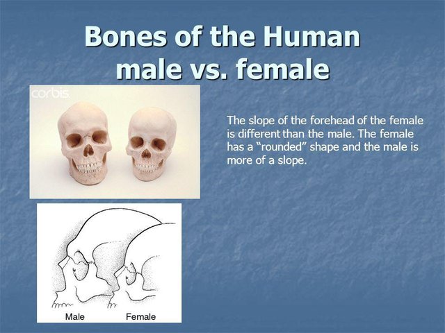 Bones+of+the+Human+male+vs.+female.jpg