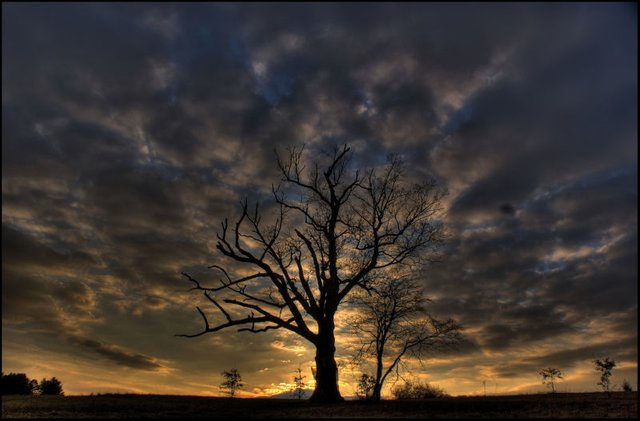 devils-tree-atardecer.jpg