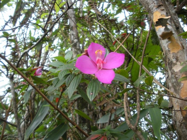 Flor de El Ávila.jpg