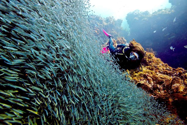 buceo_peces.jpg