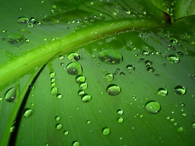 Wet Leaf.jpg