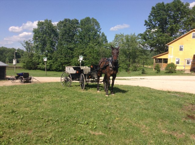 sam girod farm horse and buggy.jpg