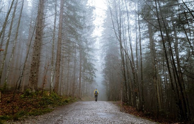 alone-autumn-mood-forest-cold-397096.jpg