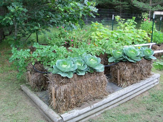 strawbale garden.jpg