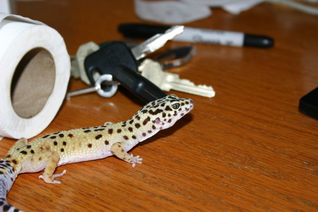 Mr. gecko 007.jpg