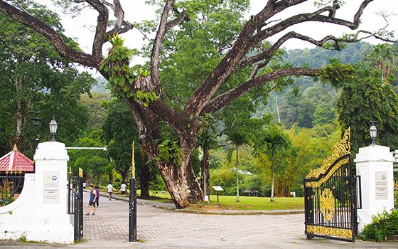 botanic-gardens-penang-1.jpg