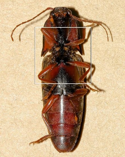 Click_Beetle_Ventral_small.jpg