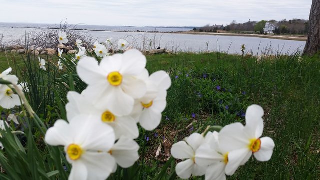 may6daffs.jpg