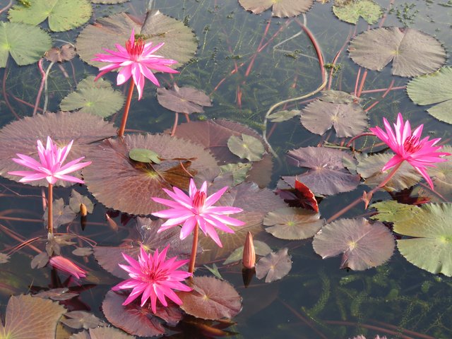 Nymphaea (Water Lilies).JPG