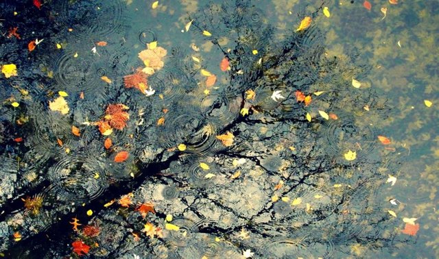 nature-reflection-autumn-rain-wallpapers-hd-full-screen-1300x768.jpg