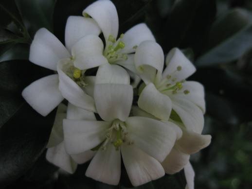 Murraya paniculata-lrg.jpg