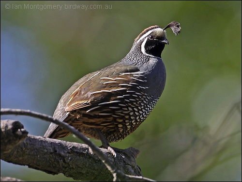 californian_quail_66686.jpg