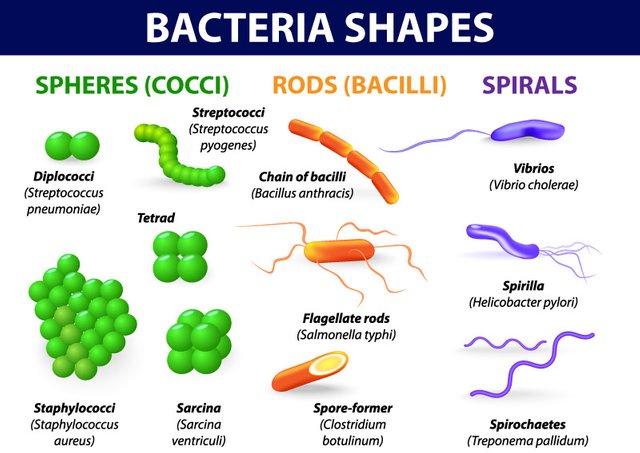 bacteria-types.jpg