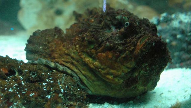 Stonefish.jpg