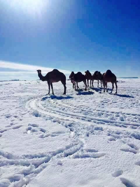 algerian sahara.jpg