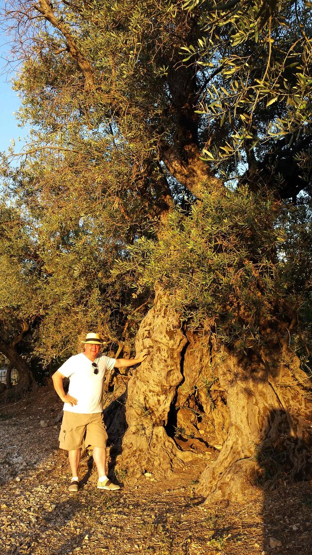 me-other-side-of-olive-tree.jpg