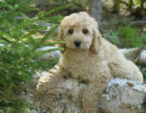 Labradoodle.jpg