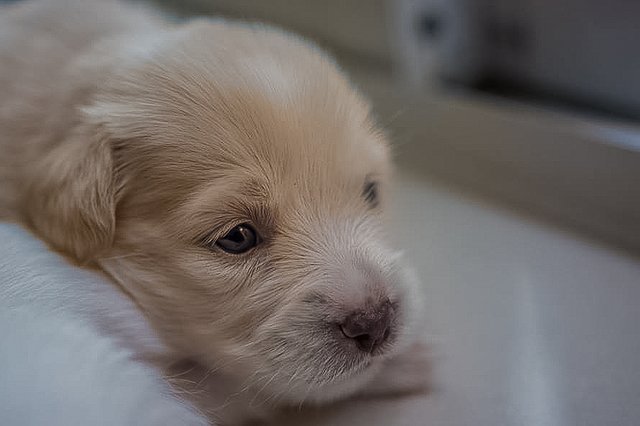 Pet-2.jpg