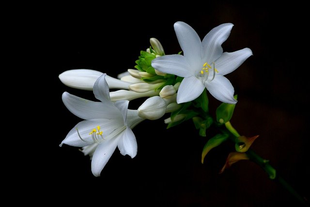 flowers-3279806_960_720.jpg
