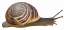 Snail 30HS P1.jpg