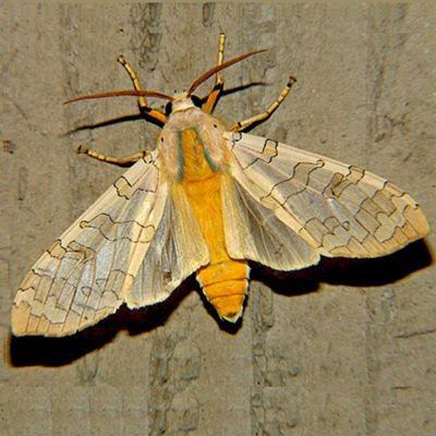Banded Tussock Moth Photo Bug Guide.jpg