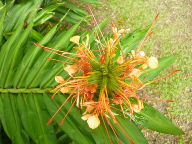 flor simetrica.jpg