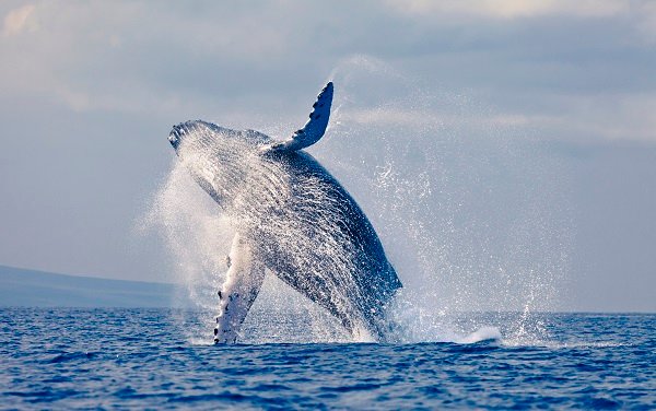 humback-whale-breaching.jpg