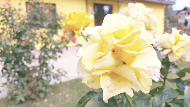 20170927_115419.jpg
