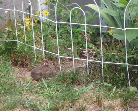 bunnyfence460.jpg