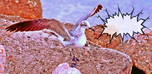 _DSC8520JacksonvileBirdSAYS002.jpg