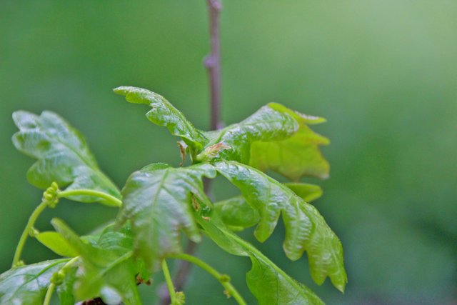 The young stems of oak branches in spring