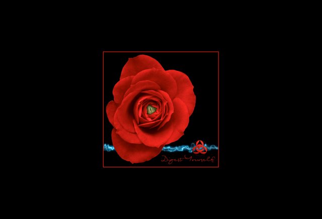 rose eye DY screen saver.jpg