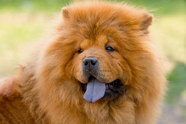 chow-chow2.jpg