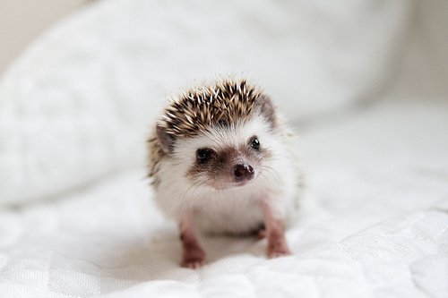 hedgehog.jpg