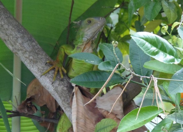 iguana.JPG